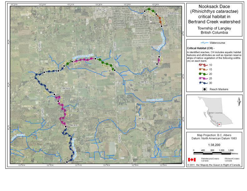 Map 1 is a map of the Bertrand Creek watershed in Township of Langley, British Columbia that indicates the locations of stream reaches that have been identified as critical habitat for Nooksack dace in the Recovery Strategy for the Nooksack dace in Canada (2008). In the identified reaches, critical habitat includes all aquatic habitats as well as riparian reserve strips of native vegetation on each side of the stream. The riparian reserve strips of native vegetation extend from the top of the bank on each side of the stream to the widths specified by the symbol used to identify the reach on the map. The coordinates for the start and end point of each critical habitat reach and the widths specified for the riparian reserve strips associated with each reach are listed in Table 1. Reaches on the map are labelled with codes that correspond to codes used to identify the reach in Table 1.