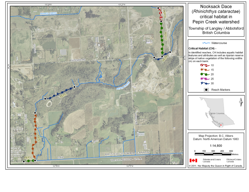 Map 4 is a map of the Pepin Creek watershed in the Township of Langley and City of Abbotsford, British Columbia that indicates the locations of stream reaches that have been identified as critical habitat for Nooksack dace in the Recovery Strategy for the Nooksack dace in Canada (2008). In the identified reaches, critical habitat includes all aquatic habitats as well as riparian reserve strips of native vegetation on each side of the stream. The riparian reserve strips of native vegetation extend from the top of the bank on each side of the stream to the widths specified by the symbol used to identify the reach on the map. The coordinates for the start and end point of each critical habitat reach and the widths specified for the riparian reserve strips associated with each reach are listed in Table 1. Reaches on the map are labelled with codes that correspond to codes used to identify the reach in Table 1.