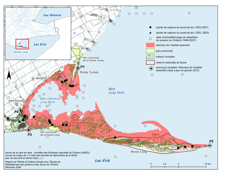 La carte 4 est une carte représentant une partie de la rive nord du lac Érié bordant la baie Long Point, Pointe Long et Pointe Turkey. L’étendue de l’habitat essentiel du sucet de lac, comme l’illustre la carte, comprend les eaux et les milieux humides bordant le lac Érié, depuis Pointe Turkey, le long de la Baie intérieure Long Point jusqu’à l’extrémité de Pointe Long. Quatre points (P1, P2, P3 et P4) fournissent des balises pour délimiter l’aire de l’habitat essentiel. La carte indique les points de capture du sucet de lac (de 1953 à 2007 et de 1955 et 2005), ainsi que les sites d’échantillonnage de répartition du poisson en Ontario (de 1846 à 2007). Un encart situé en haut à gauche indique l’aire représentée sur cette carte mais sur une carte à petite échelle.